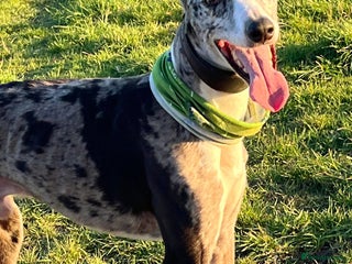 Lurcher dogs in Rotherham - Advert 33