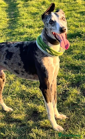 Lurcher dogs in Rotherham - Advert 1