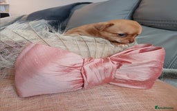 Chihuahua dogs for sale: Chihuhua pups - Image 4