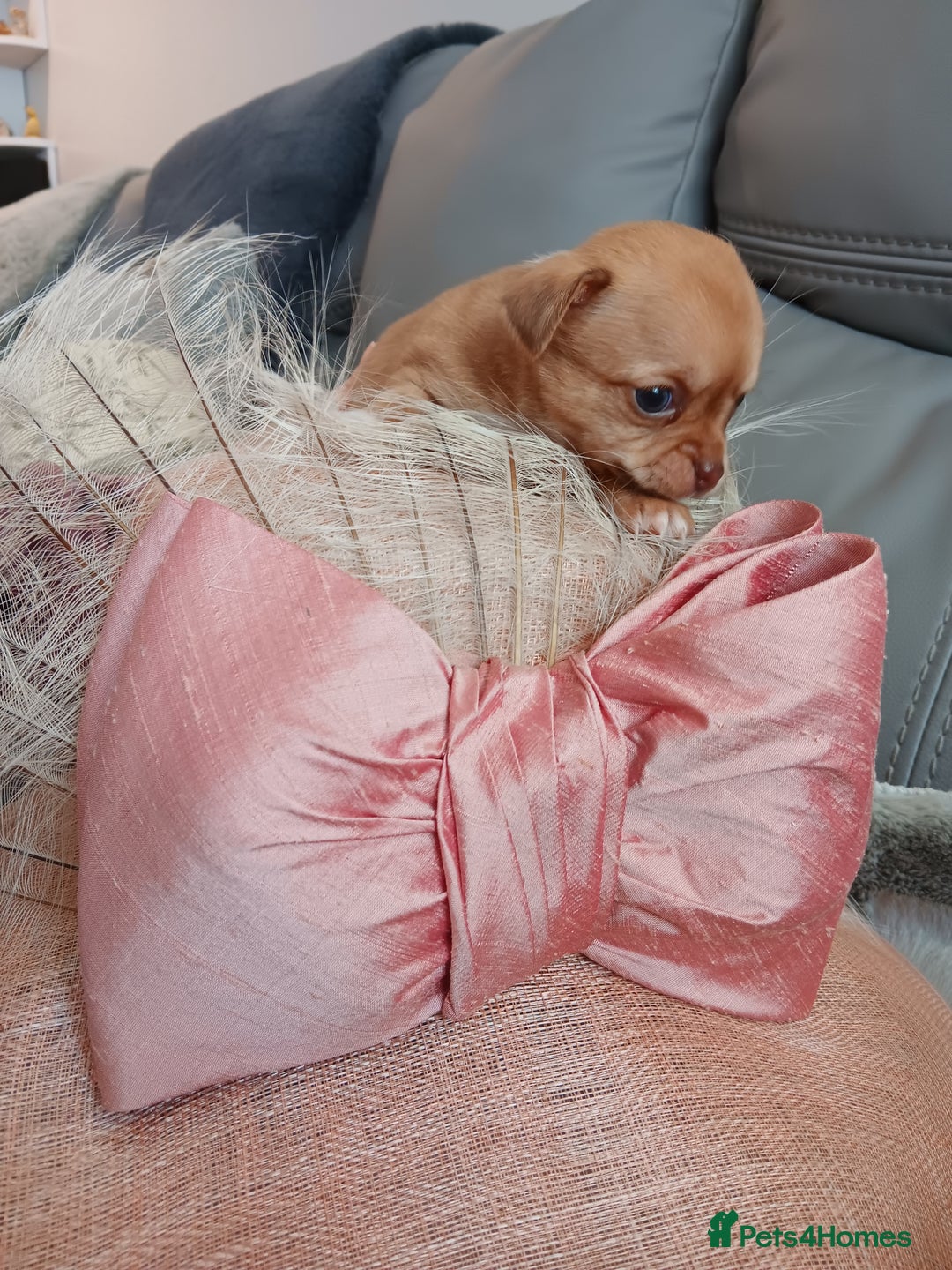 Chihuahua dogs for sale: Chihuhua pups - Image 4