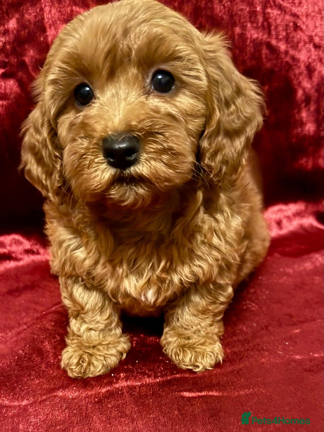 Maltipoo dogs for sale: READY TO LEAVE!! BEAUTIFUL LITTER OF F1B MALTIPOOS - Advert 7