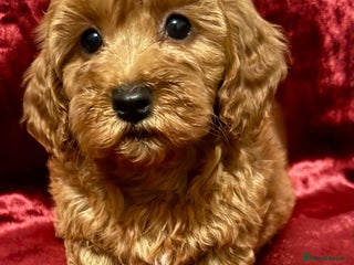 Maltipoo dogs READY TO LEAVE!! BEAUTIFUL LITTER OF F1B MALTIPOOS - Advert 1