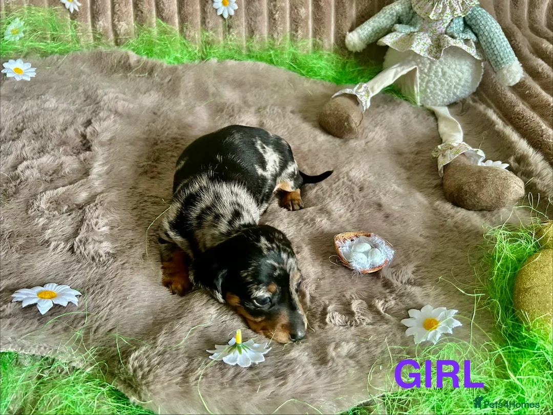 Dachshund dogs for sale: Dachshund Puppies   - Advert 19
