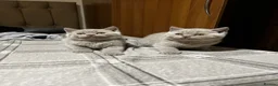 British Shorthair cats for sale: British shorthair kittens lilac and blue - Advert 12