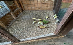 Canaries birds for sale: Dimorpic canaries  - Image 3