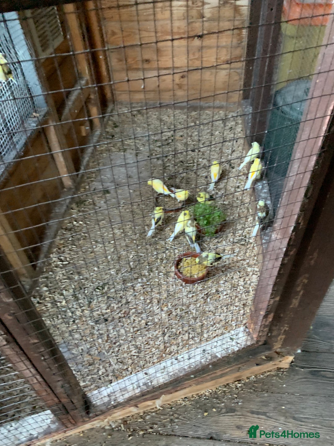 Canaries birds for sale: Dimorpic canaries  - Image 3