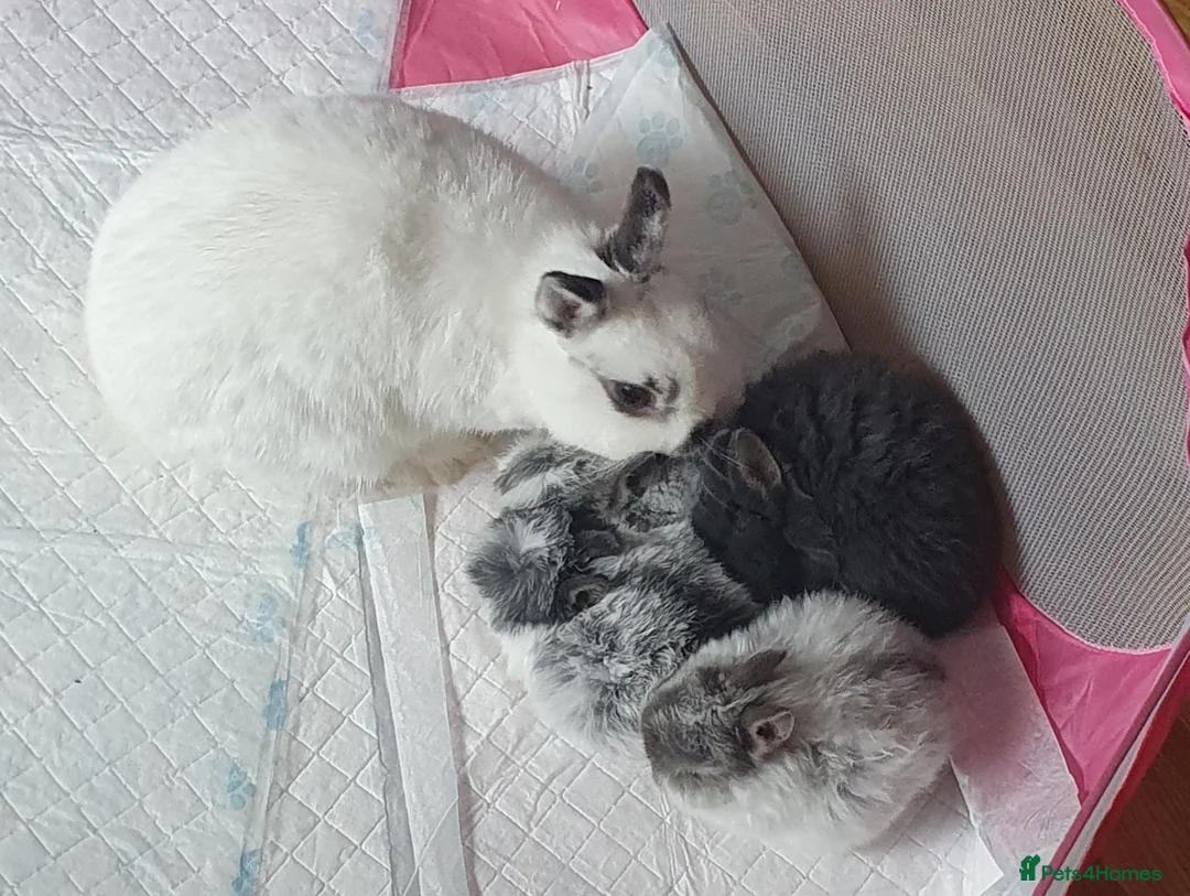 Netherland Dwarf rabbits for sale: 4 Beautiful Netherland Dwarf Buns in Pinner - Advert 3