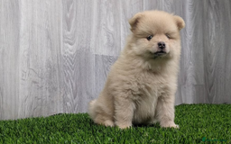 Pomeranian dogs for sale: Beautiful Champion Pomeranian Puppies – Ready Now - Image 2