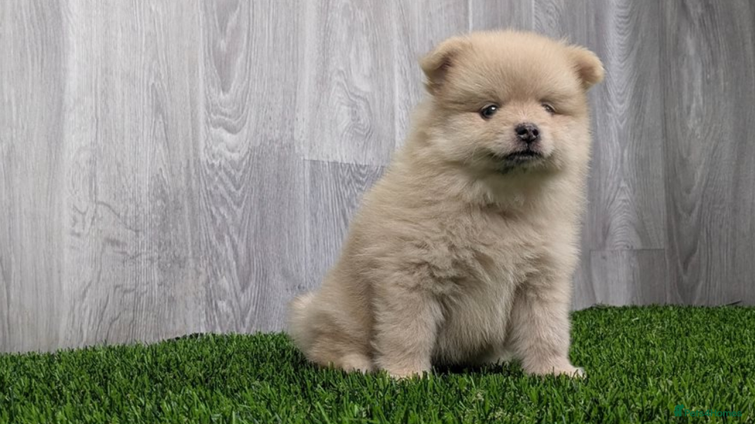 Pomeranian dogs for sale: Beautiful Champion Pomeranian Puppies – Ready Now - Image 2