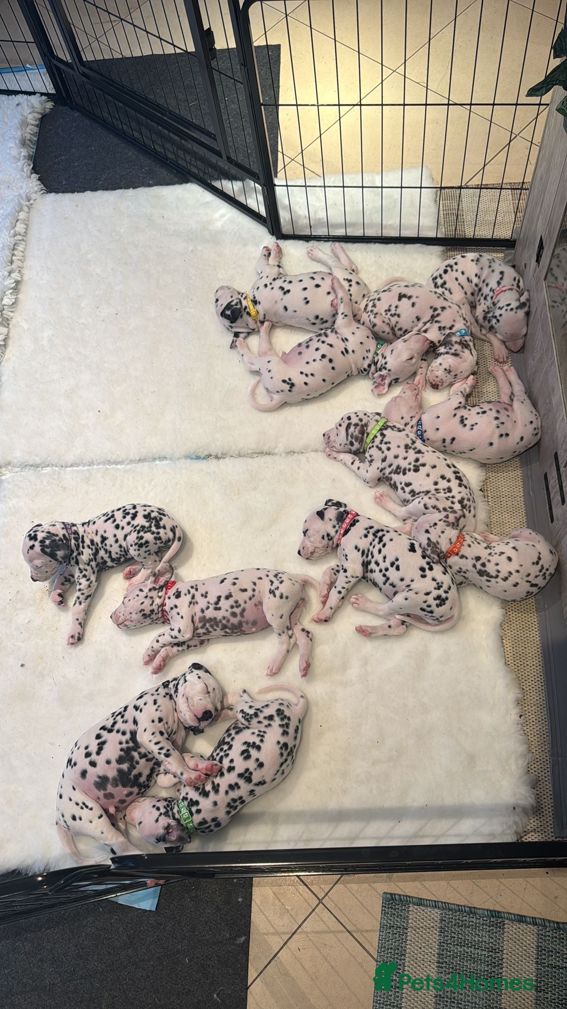 Dalmatian dogs Beautiful Litter of Dalmatian Puppies - Advert 1