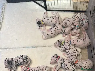 Dalmatian dogs Dalmatian Puppies (London) - Advert 3