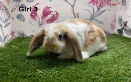 Mini Lop rabbits for sale: Mini lop baby rabbits  - Image 3