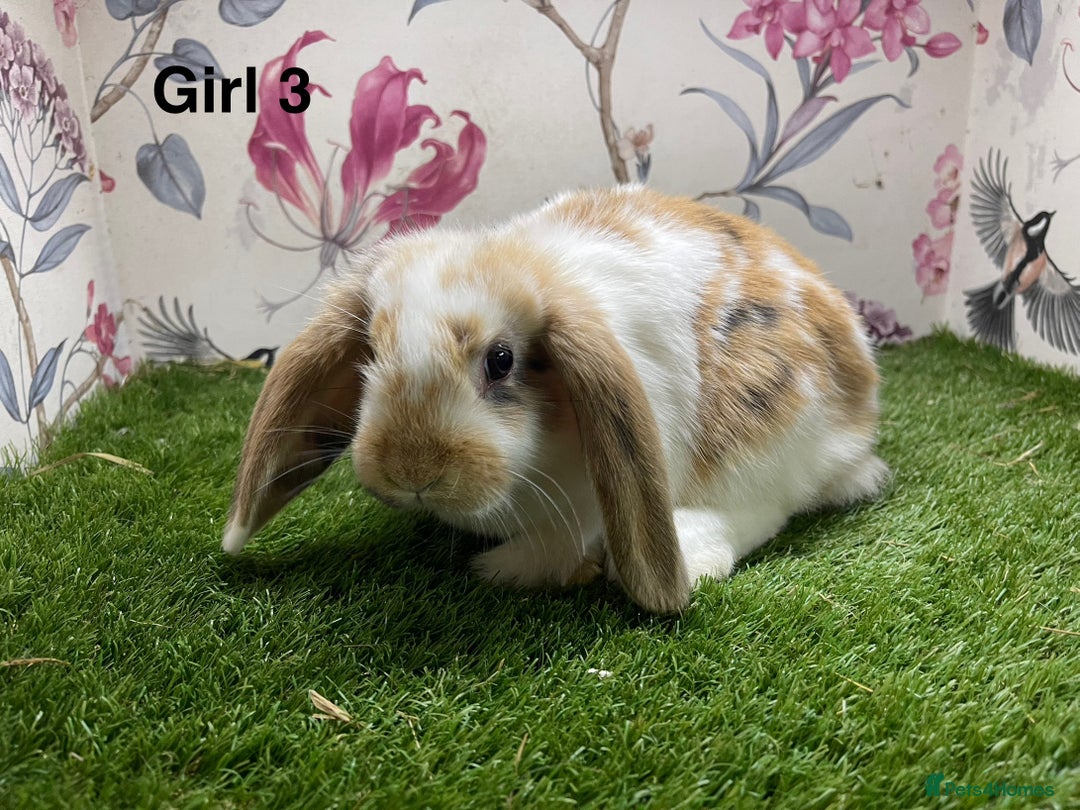 Mini Lop rabbits for sale: Mini lop baby rabbits  - Image 3