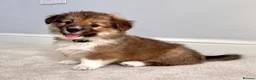 Welsh Corgi Pembroke dogs for sale: Stunning Fluffy Long-Haired (Fluffy) Corgi Puppies - Advert 11