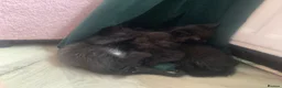 Mixed Breed cats for sale: Half rag doll kittens  - Advert 7