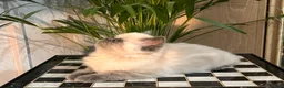 Persian cats for sale: Soo affectionate "Hand reared",persian kitten (M)  - Advert 14