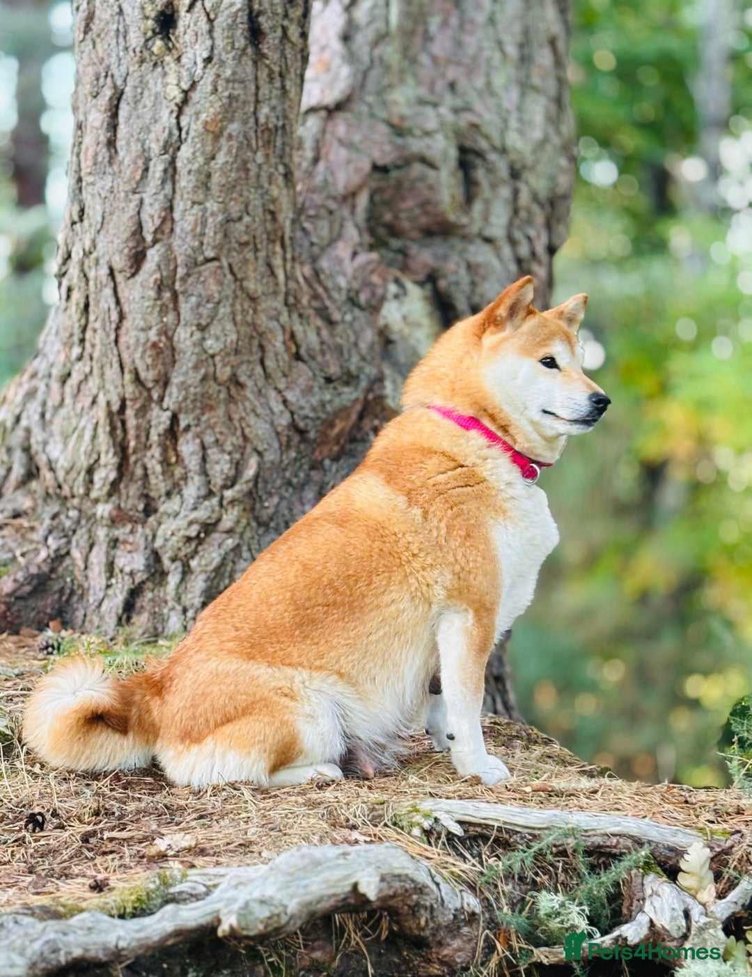 Japanese Shiba Inu dogs for sale: 10 weeks old KC Black/Tan Boy 💖 - Advert 12