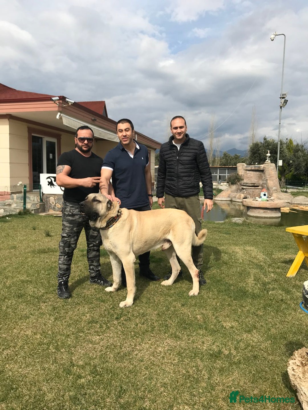 Anatolian Shepherd dogs for sale: Malakli Puppies - Image 13