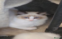 Ragdoll cats for sale: 3 full pedigree Ragdolls  - Image 6