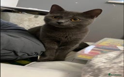 British Shorthair cats for sale: 🐱Blue&Felix- Bonded brother & Sister💛 - Advert 8