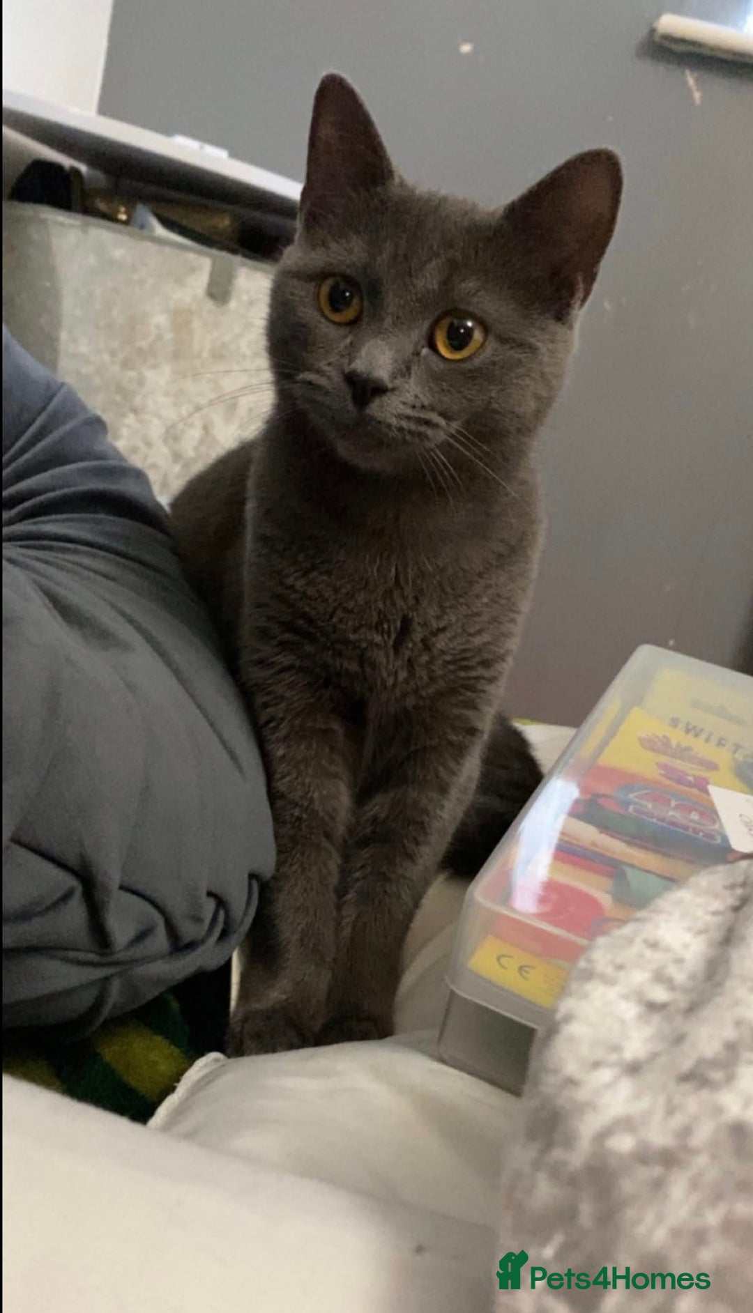 British Shorthair cats for sale: 🐱Blue&Felix- Bonded brother & Sister💛 - Advert 8