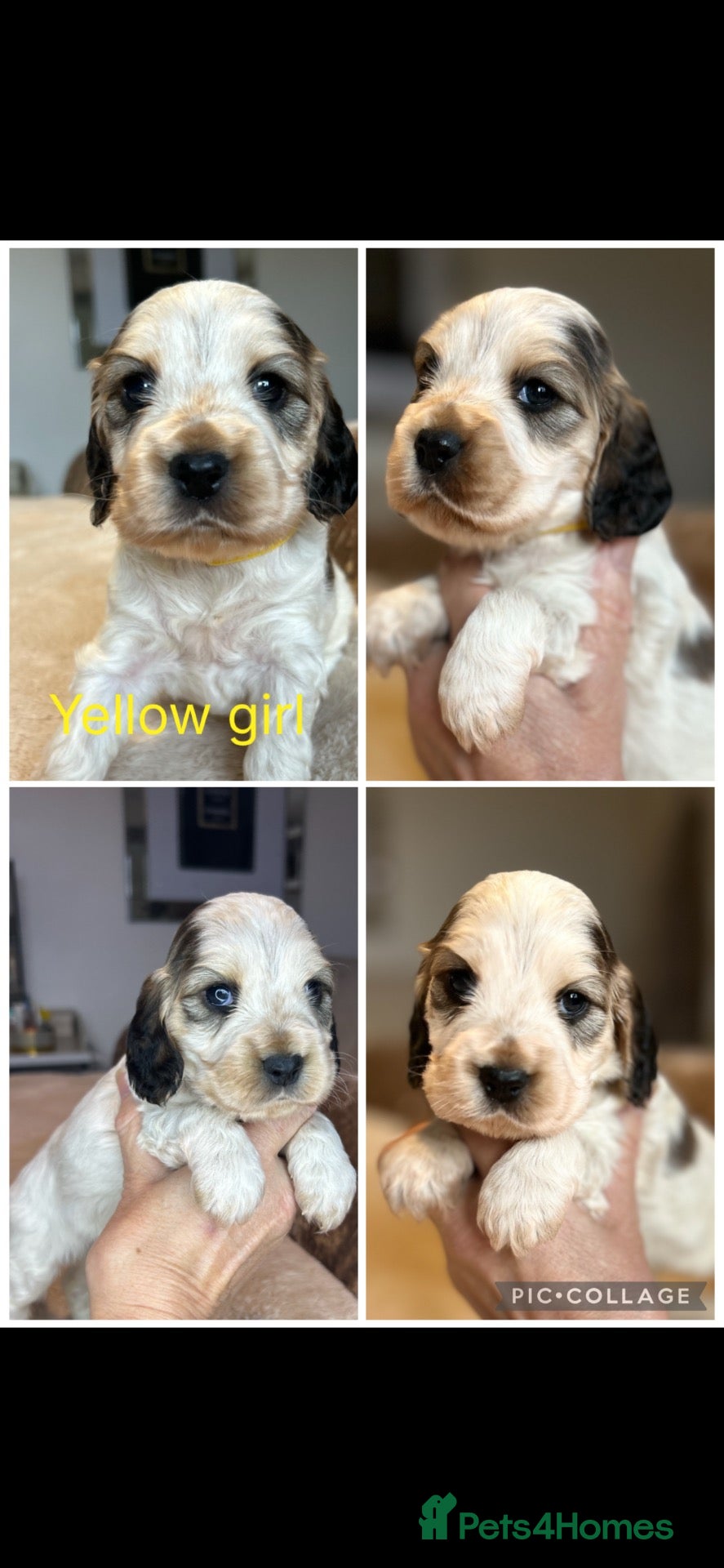 Cocker Spaniel dogs Exceptional Show Cocker Spaniel Puppies - Advert 2