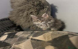 Maine Coon cats for sale: Gorgeous bundles of fluff n mischief  - Image 8
