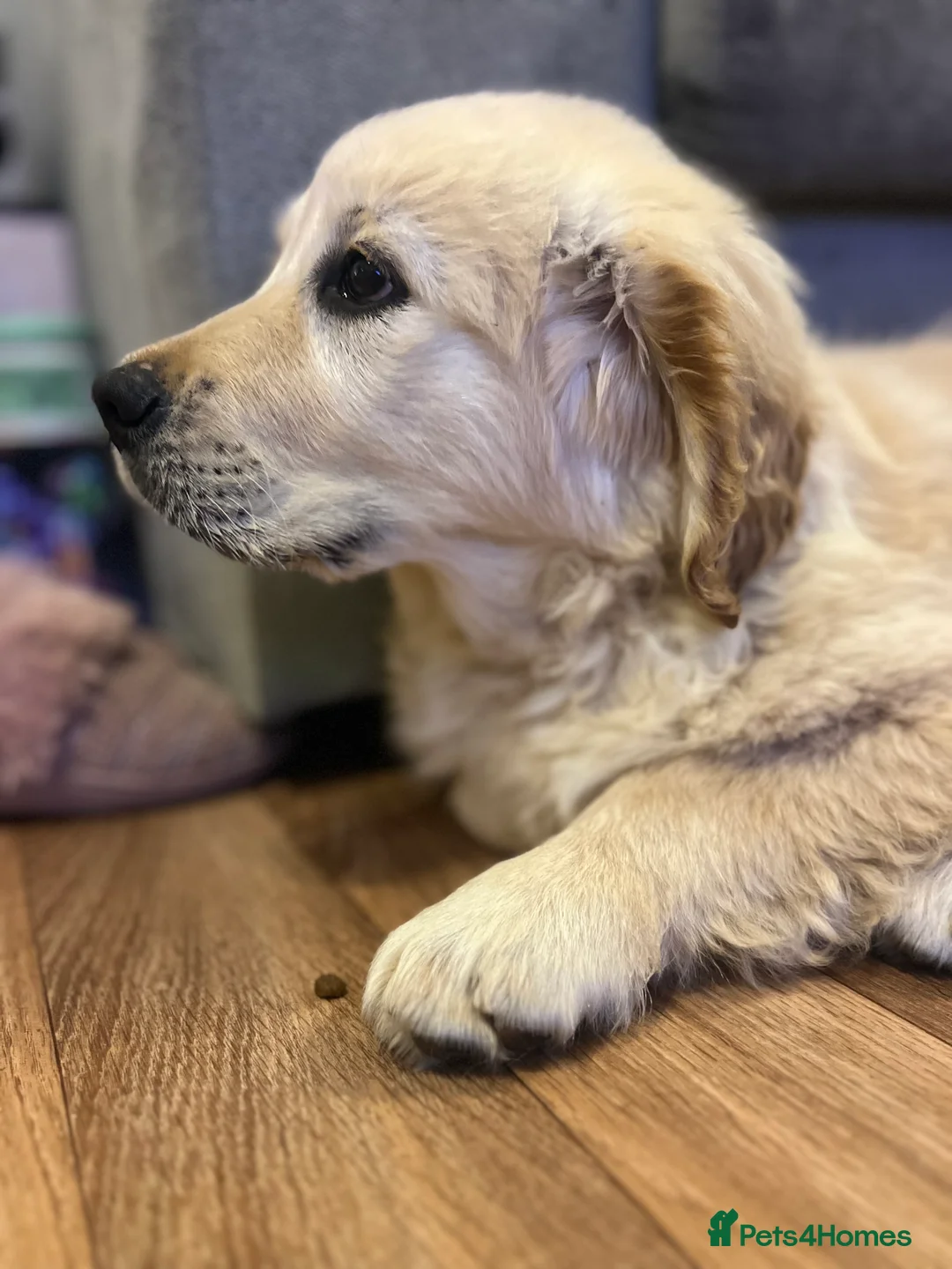 Golden Retriever dogs for sale: beautiful male 11 week golden retriever  - Advert 2