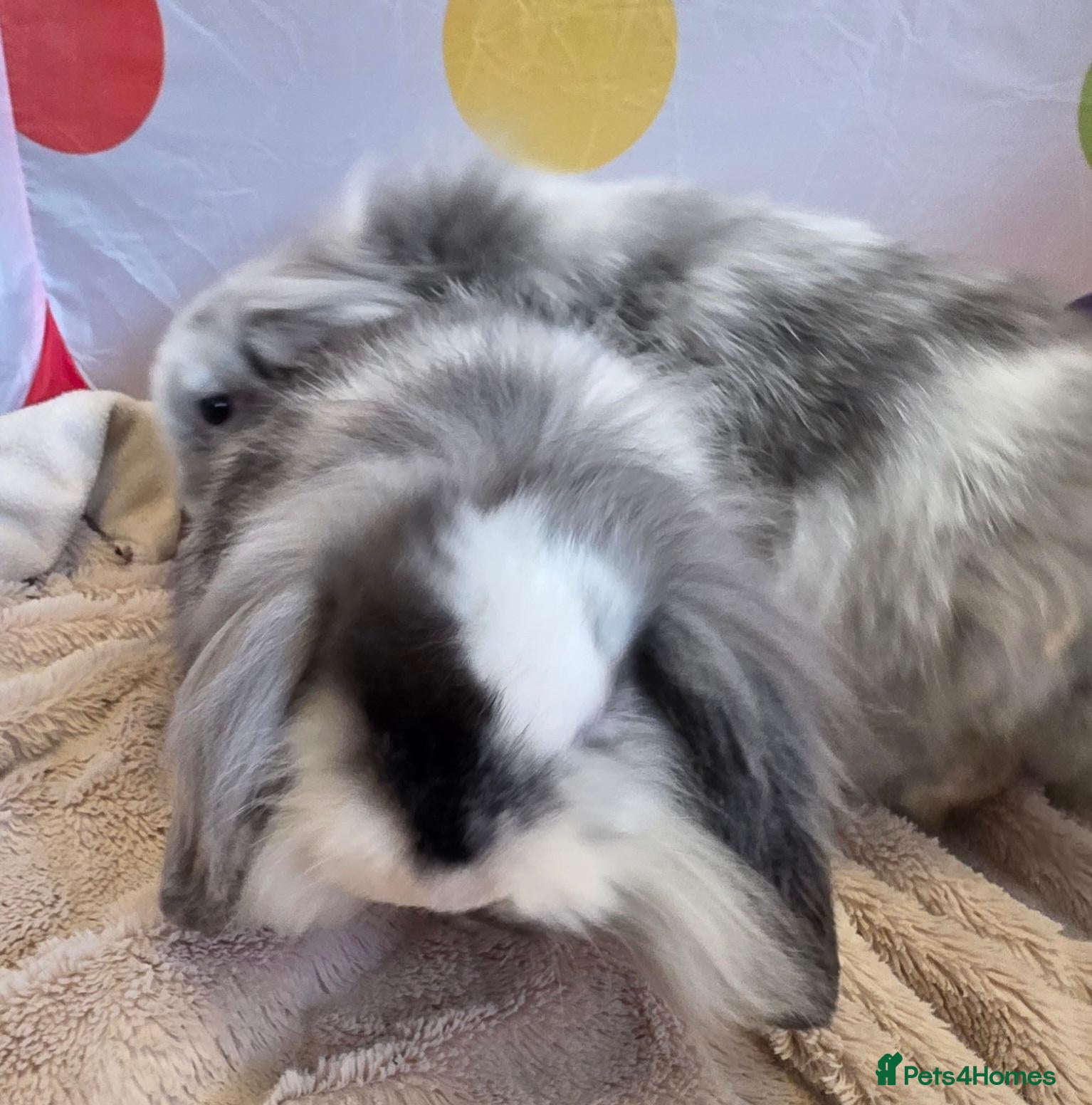 Mini Lop rabbits for sale: Mini lion lop babies - two fluffy boys left! - Advert 1