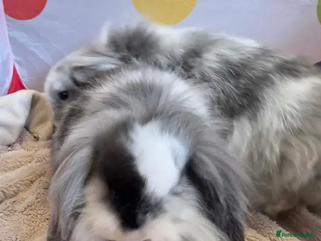 Mini Lop rabbits for sale: Mini lion lop babies - two fluffy boys left! - Advert 1