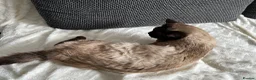 Siamese cats for sale: 4 Beautiful female siamese kittens available - Advert 7