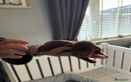 Miniature Dachshund dogs for sale: Adorable chocolate and tan & chocolate dapple - Image 4