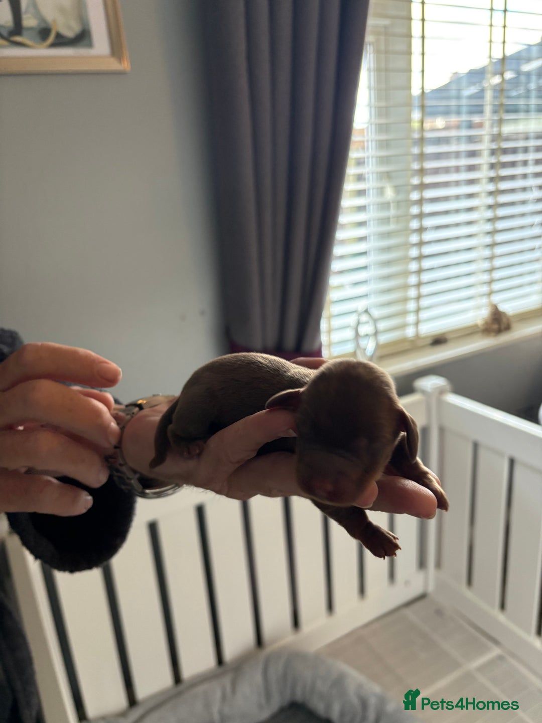 Miniature Dachshund dogs for sale: Adorable chocolate and tan & chocolate dapple - Image 4