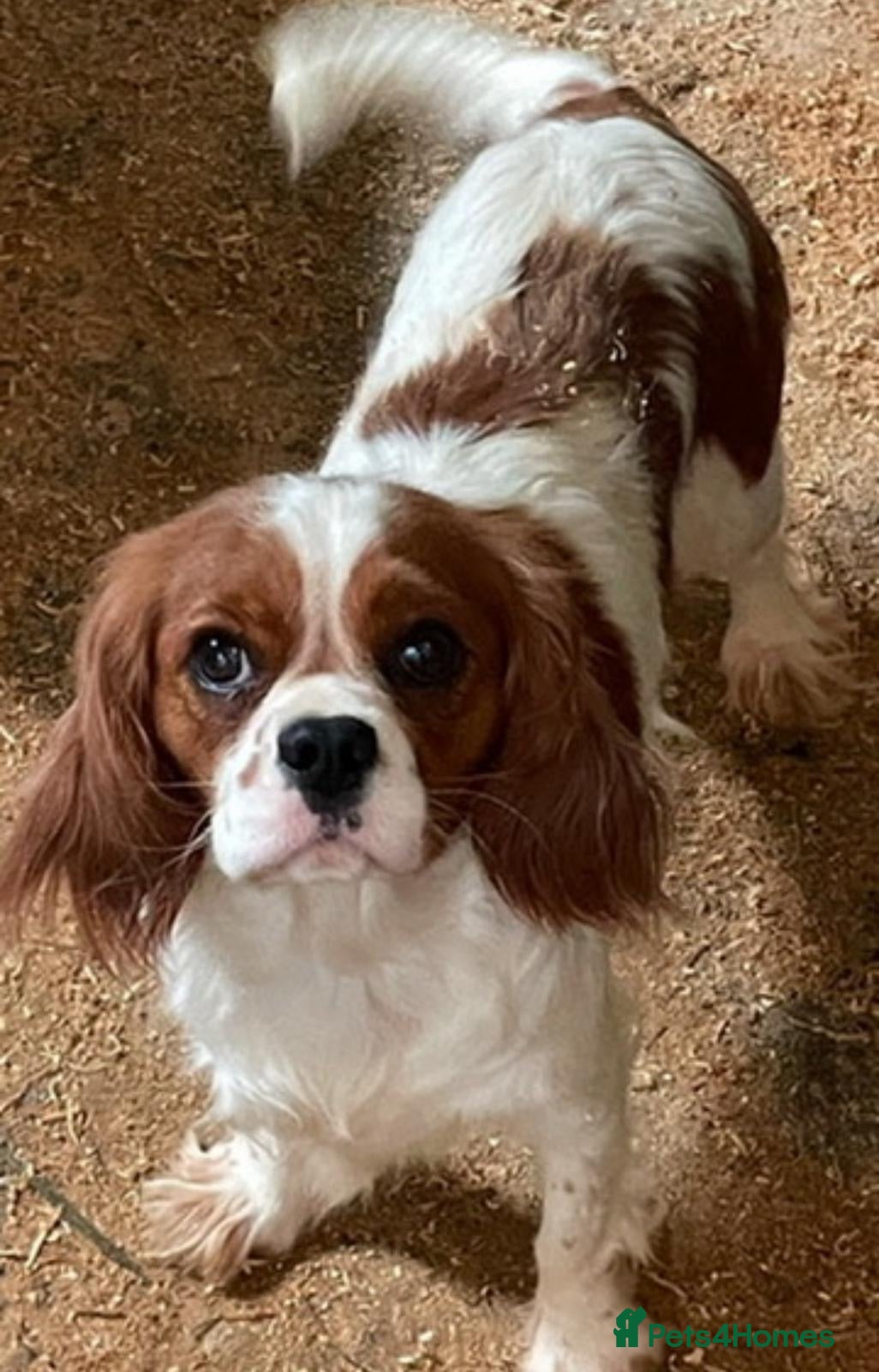 Cavalier King Charles Spaniel dogs King Charles cavalier ready to leave  - Advert 6