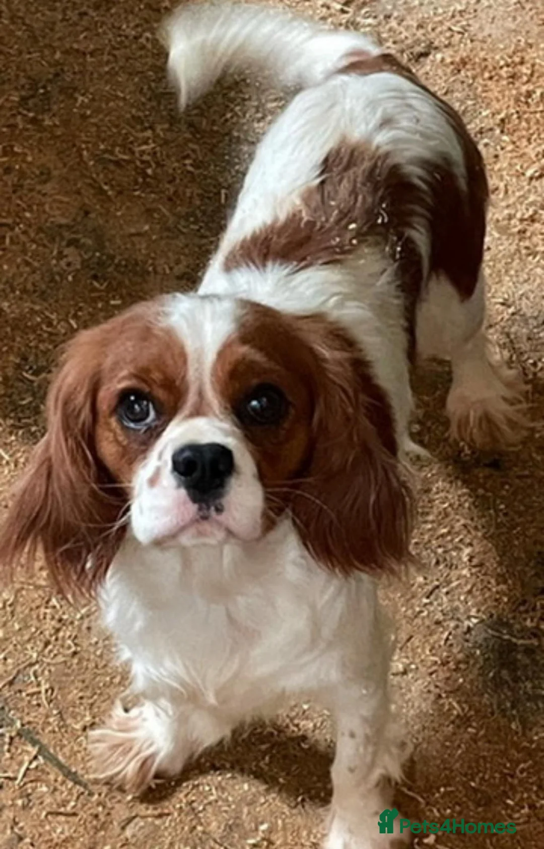 Cavalier King Charles Spaniel dogs for sale: 1 King Charles cavalier ready to leave  - Advert 2
