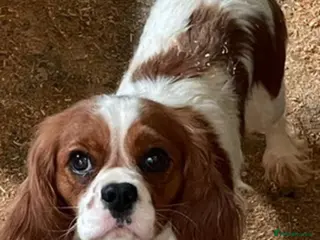 Cavalier King Charles Spaniel dogs King Charles cavalier ready to leave - Advert 14