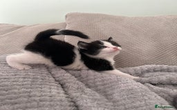 British Shorthair cats for sale: Stunning female kittens  - Image 8