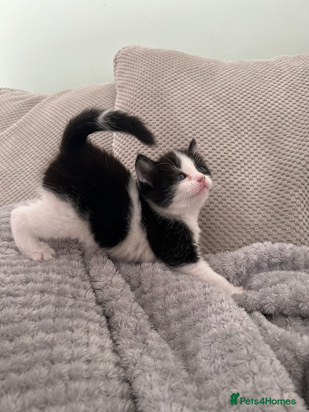 British Shorthair cats for sale: Stunning female kittens  - Image 8