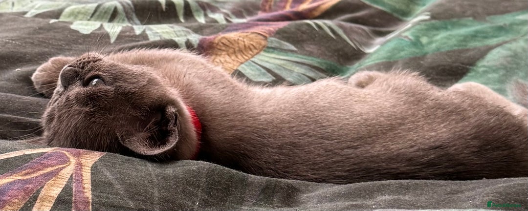 Burmese cats for sale: Burmese Kittens For Sale - Advert 5