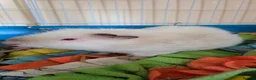 Guinea Pig rodents for sale: Pair of bonded Boars 7 months old in Doncaster - Advert 5