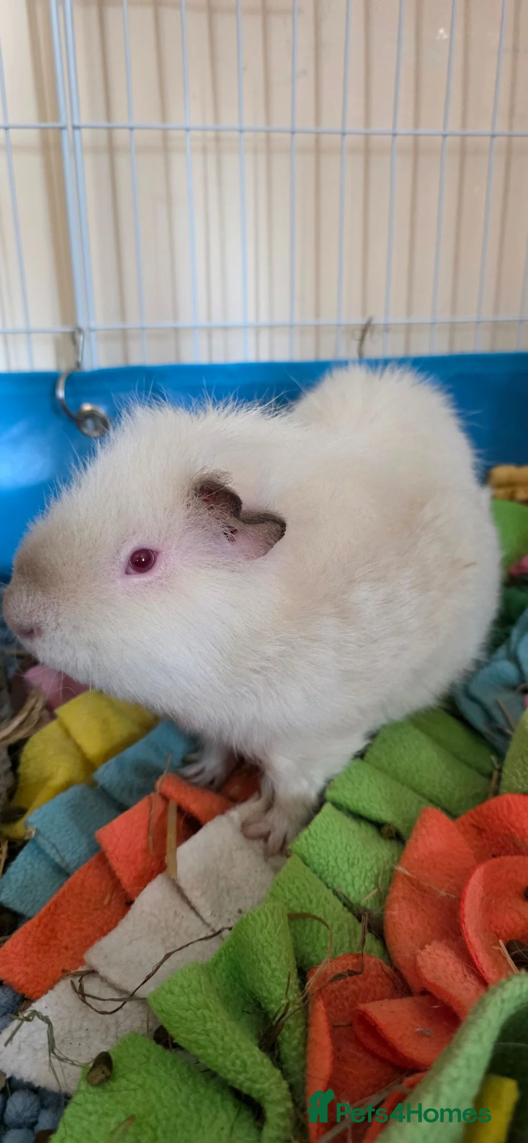 Guinea Pig rodents for sale: Pair of bonded Boars 7 months old in Doncaster - Advert 5