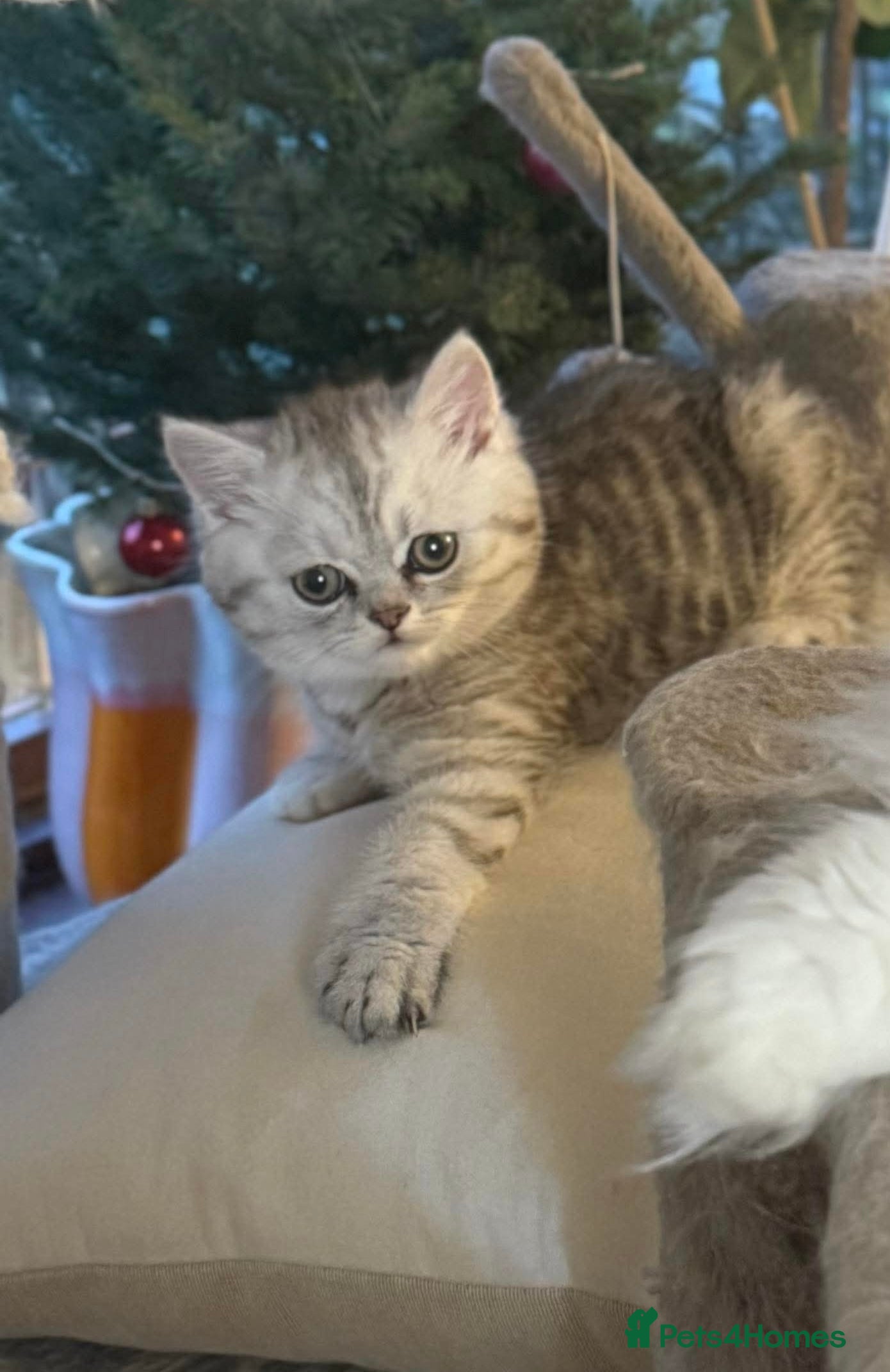 British Shorthair cats Beautiful kitten ready to go to a loving home - Advert 2