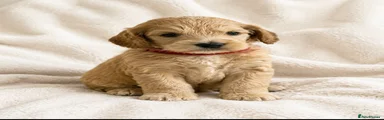 Cockapoo 5
