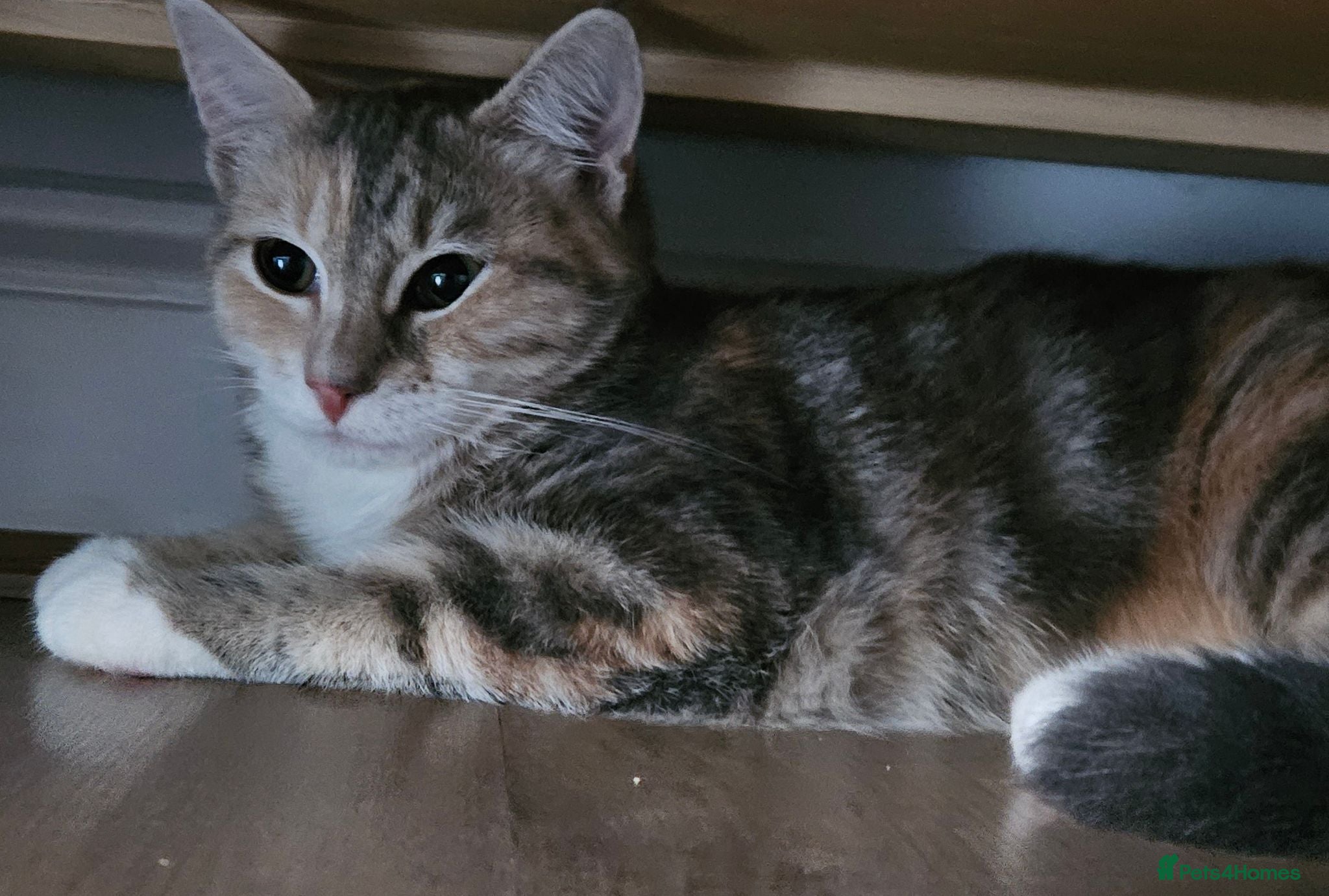 British Shorthair cats Stunning half Main Coon kitten for lower price  - Advert 5