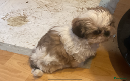 Shih Tzu dogs for sale: Shih Tzu puppies  - Advert 5