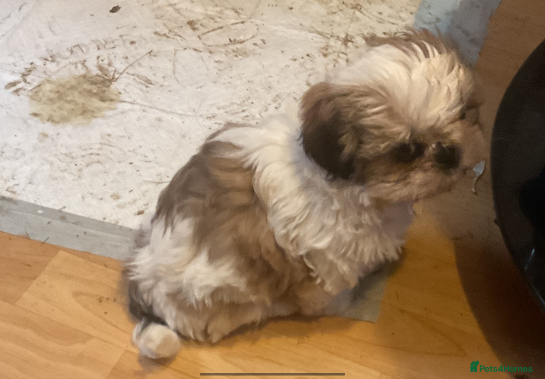 Shih Tzu dogs for sale: Shih Tzu puppies  - Advert 5