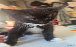 British Shorthair cats for sale: British shorthaired cross Persian  - Image 3