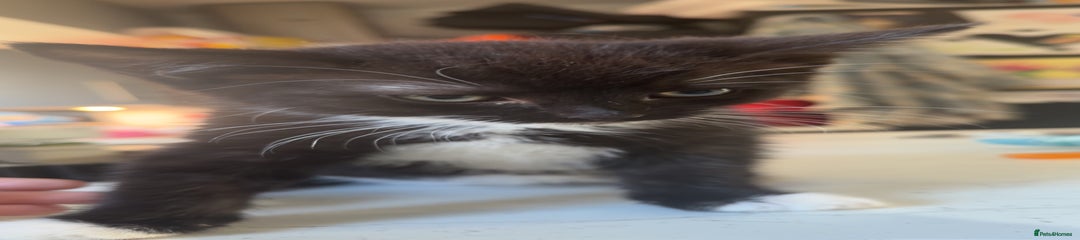British Shorthair Kitten 1