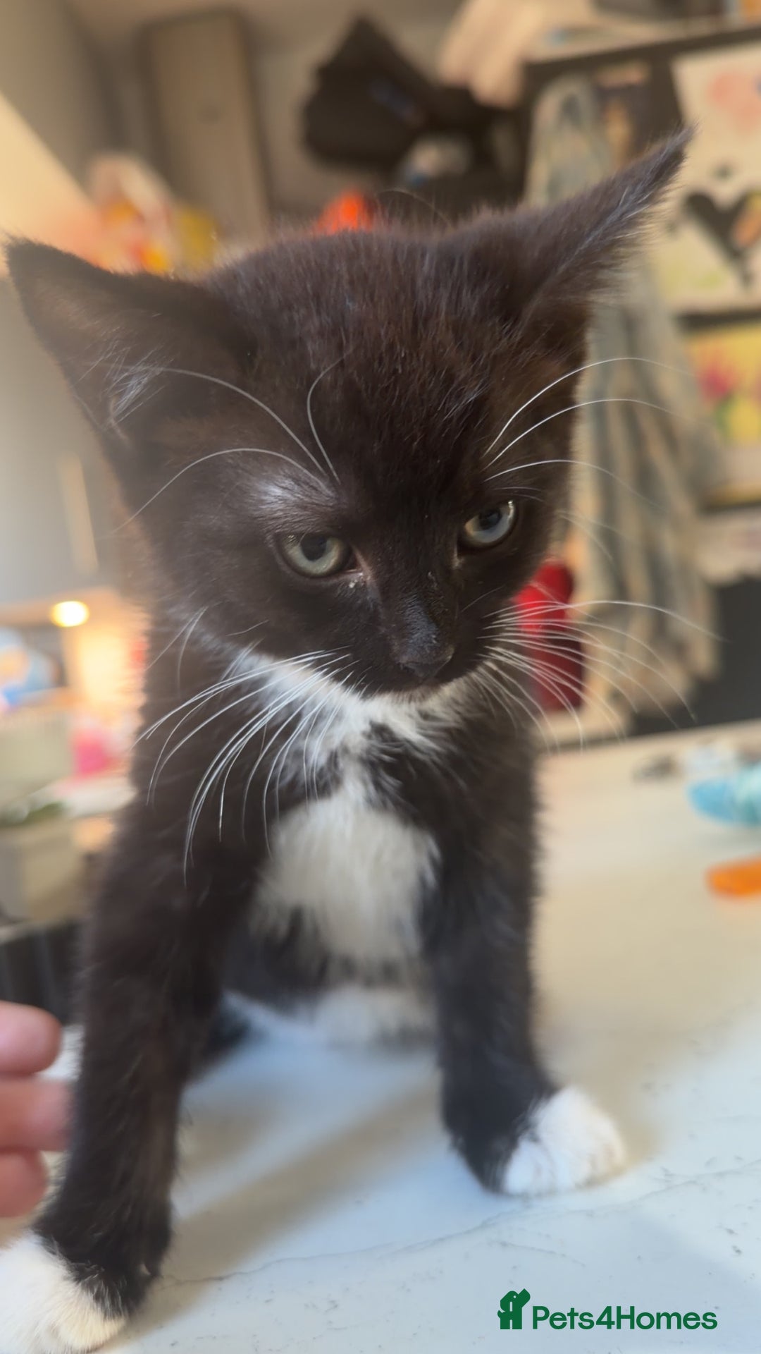 British Shorthair cats for sale: British shorthaired cross Persian  - Image 3