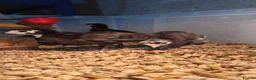 Turkeys poultry for sale: Norfolk Black Turkey Poults - Hatched 17th July - Advert 5